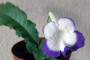 dimetris.ru:цветы:fleischle:fleischle_roulette_azur.jpg