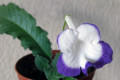 dimetris.ru:цветы:fleischle:fleischle_roulette_azur.jpg