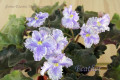 dimetris.ru:цветы:fredette:feather_2.jpg