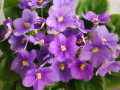 dimetris.ru:цветы:h.pittman:appolo_dream_2.jpg