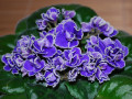 dimetris.ru:цветы:h.pittman:magic_blue_2.jpg