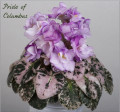 dimetris.ru:цветы:h.pittman:pride_of_columbus_2.jpg