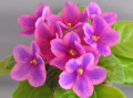 dimetris.ru:цветы:harmony:harmonys_surprise.jpg