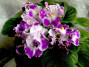 dimetris.ru:цветы:harrison:silverglade_bangles.jpg