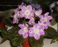 dimetris.ru:цветы:harrison:silverglade_beads_2.jpg