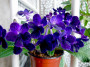 dimetris.ru:цветы:j.ford:black_gardenia.jpg