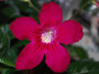 dimetris.ru:цветы:j.ford:christmas_morning_2.jpg