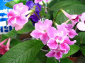 dimetris.ru:цветы:j.ford:double_raspberry_parfait_2.jpg