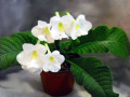 dimetris.ru:цветы:j.ford:lemon_ice_2.jpg