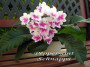 dimetris.ru:цветы:j.ford:peppermint_schnapps_2.jpg