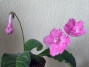 dimetris.ru:цветы:j.ford:rosebud.jpg