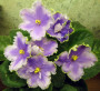 dimetris.ru:цветы:k.stock:equinox_2.jpg