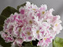 dimetris.ru:цветы:llg:angels_innocence_2.jpg