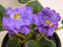 dimetris.ru:цветы:llg:enchanted_pink.jpg