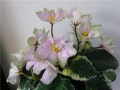 dimetris.ru:цветы:llg:irish_iridescence_2.jpg