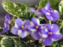 dimetris.ru:цветы:llg:little_misty_blue_2.jpg