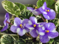 dimetris.ru:цветы:llg:little_misty_blue_2.jpg