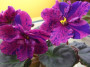 dimetris.ru:цветы:llg:live_wire_2.jpg
