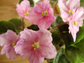 dimetris.ru:цветы:llg:pretty_n_pink.jpg