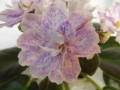 dimetris.ru:цветы:llg:rainy_day_lovin_2.jpg