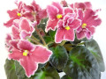 dimetris.ru:цветы:llg:rockin_robin_2.jpg