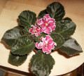 dimetris.ru:цветы:llg:rumba_red_2.jpg