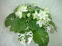 dimetris.ru:цветы:llg:sorano:frozen_in_time.jpg