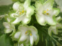 dimetris.ru:цветы:llg:sorano:frozen_in_time_2.jpg