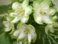 dimetris.ru:цветы:llg:sorano:frozen_in_time_2.jpg