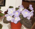 dimetris.ru:цветы:llg:sorano:lyon_lavender_magic.jpg