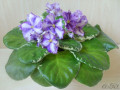 dimetris.ru:цветы:llg:sorano:lyons_fortune_teller.jpg