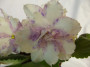 dimetris.ru:цветы:llg:sorano:neptunes_jewels_2.jpg