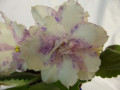 dimetris.ru:цветы:llg:sorano:neptunes_jewels_2.jpg