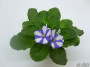 dimetris.ru:цветы:llg:sorano:neptunes_treasure.jpg