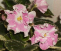dimetris.ru:цветы:llg:sorano:pink_sensation.jpg