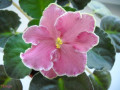 dimetris.ru:цветы:llg:sorano:strawberry_fields.jpg