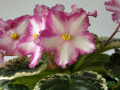 dimetris.ru:цветы:llg:strawberry_spinner_2.jpg