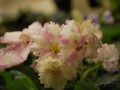 dimetris.ru:цветы:lyon:patchwork_pink_2.jpg