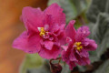 dimetris.ru:цветы:n.hudson:coral_fantasy.jpg