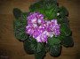dimetris.ru:цветы:ness:ness_cherry_smoke_2.jpg
