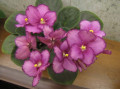 dimetris.ru:цветы:ness:ness_cherubs_smile_2.jpg