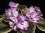 dimetris.ru:цветы:p.hancock:buckeye_lilac_spring.jpg