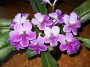 dimetris.ru:цветы:r.dibley:sandra.jpg