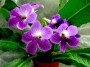 dimetris.ru:цветы:r.dibley:sandra_2.jpg