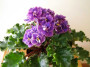 dimetris.ru:цветы:r.holtkamp:optimara_everbeautiful.jpg