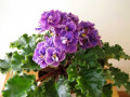 dimetris.ru:цветы:r.holtkamp:optimara_everbeautiful.jpg