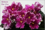dimetris.ru:цветы:r.holtkamp:optimara_everlove.jpg