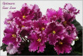 dimetris.ru:цветы:r.holtkamp:optimara_everlove.jpg