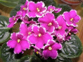 dimetris.ru:цветы:r.holtkamp:optimara_everlove_2.jpg