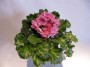 dimetris.ru:цветы:r.holtkamp:optimara_everrejoice_2.jpg